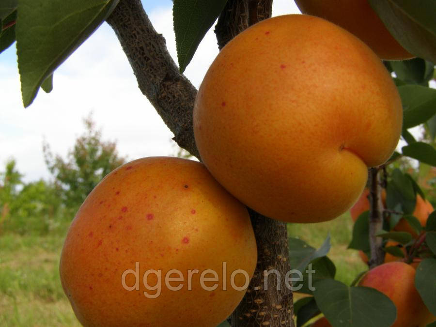 Саджанці абрикоса Харгранд