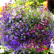 Насіння лобелії