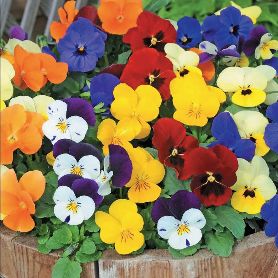 Насіння Фіалка Прозорі Кристали 0,05 г ТМ Садиба Центр, фото 1