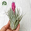 Тіландсія атмосферна Х'юстон Cotton Candy (Tillandsia Houston Cotton Candy), фото 2