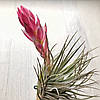 Тіландсія атмосферна Х'юстон Cotton Candy (Tillandsia Houston Cotton Candy), фото 4