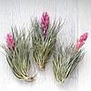 Тіландсія атмосферна Х'юстон Cotton Candy (Tillandsia Houston Cotton Candy), фото 3