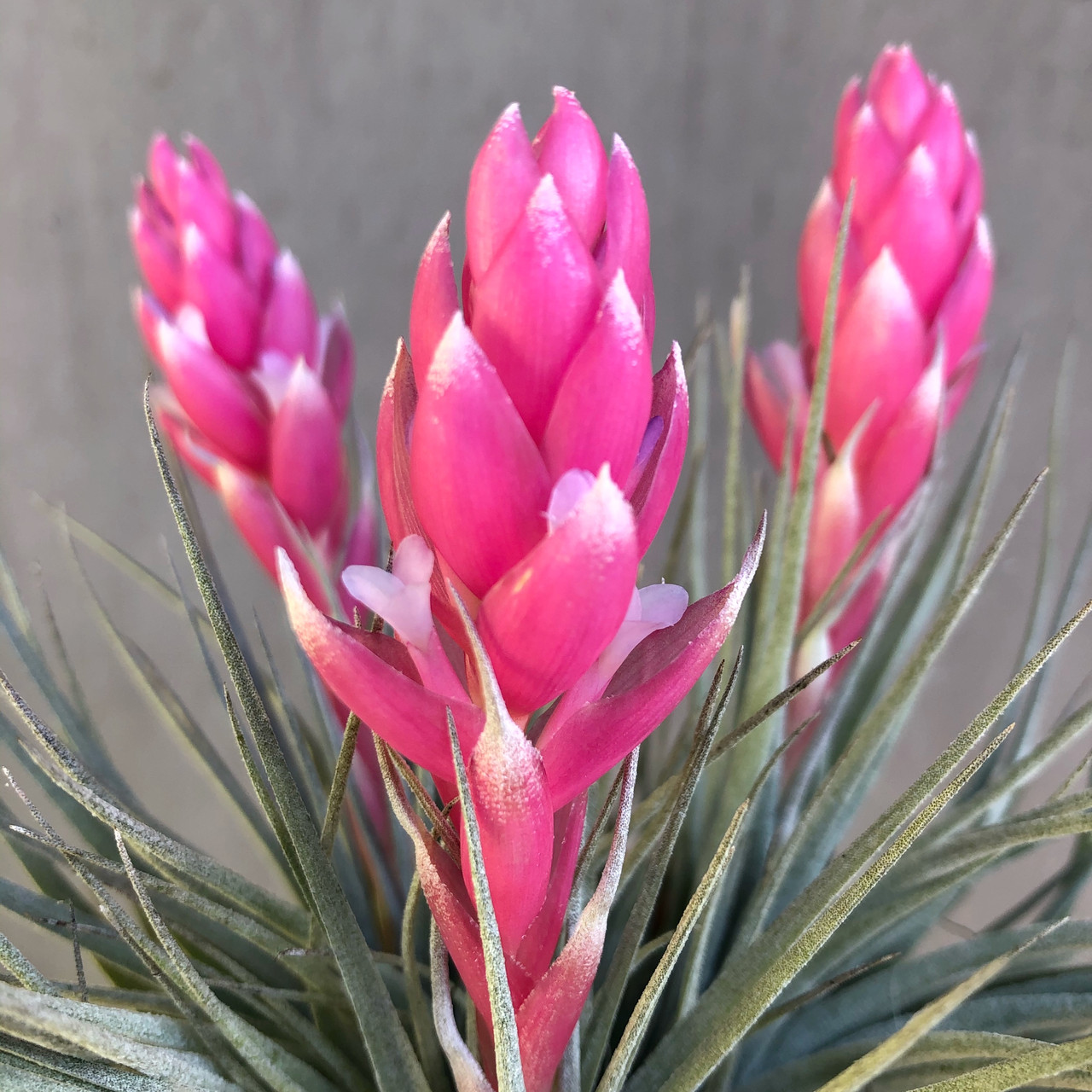 Тіландсія атмосферна Х'юстон Cotton Candy (Tillandsia Houston Cotton Candy)