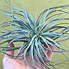 Тіландсія атмосферна Сільвер (Tillandsia Silver), фото 5