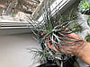 Тіландсія атмосферна Сільвер (Tillandsia Silver), фото 7