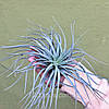 Тіландсія атмосферна Сільвер (Tillandsia Silver), фото 9