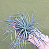 Тіландсія атмосферна Сільвер (Tillandsia Silver), фото 8