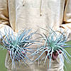 Тіландсія атмосферна Сільвер (Tillandsia Silver), фото 5