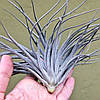 Тіландсія атмосферна Сільвер (Tillandsia Silver), фото 8