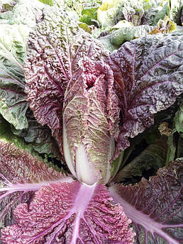KS 888 F1 2500 шт Kitano Seeds Капуста Пекінська Насіння (Капуста Пекинская Семена)