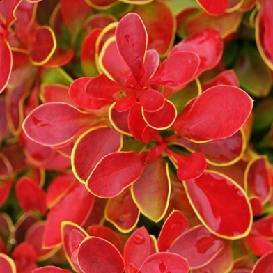 Барбарис Тунберга Coral 2 річний, Барбарис Тунберга Корал, Berberis thunbergii Coral