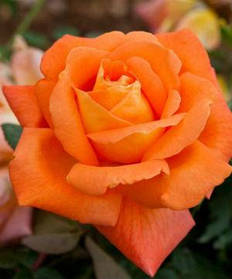 Троянда чайно-гібридна Луї де Фінес кущова клас АА преміум