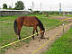 Електропастух Corral B170 для коней, комплект на периметр 200 м (дві лінії провідника), фото 7