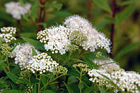 Спірея японська Альбіфлора 2-х річна (спирея Spiraea japonica Albiflora)