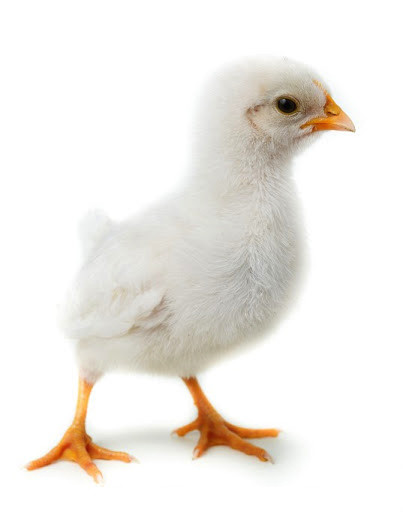 Добові курчата породи Адлерська срібляста, фото 1