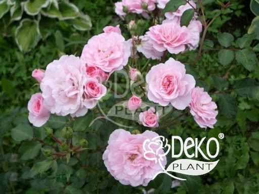 Троянда Avenue Pink (Авеню Пінк) Поліантова