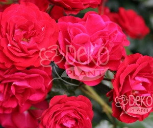 Роза Avenue Red (Авеню Ред) Полиантовая
