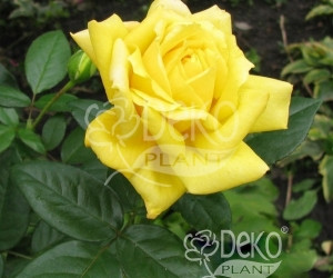 Троянда Solo Yellow (Соло Єллоу) Чайно-гібридна