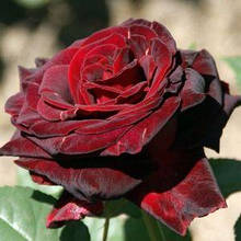 Троянда Black Baccara (Блек Баккара) Чайно-гібридна