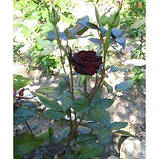 Троянда Black Baccara (Блек Баккара) Чайно-гібридна, фото 2