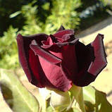 Троянда Black Baccara (Блек Баккара) Чайно-гібридна, фото 3
