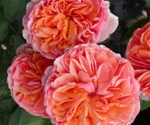 Троянда Chippendale (Чіпендейл) Чайно-гібридна