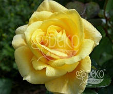 Троянда Papilon (Папілон) Чайно-гібридна