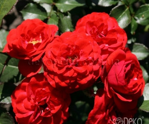Троянда Cordula (Кордула) Поліантова