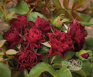 Троянда Кларет Піксі (Claret Pixie) Почвопокровная