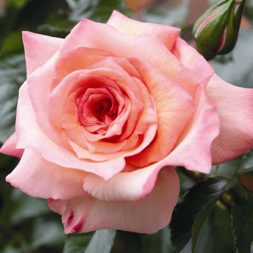 Роза Barock (Hybrid tea 'Barock') Чайно - гібридна