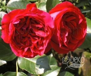 Роза Red Eden Rose (Ред Еден Роуз) Паркова