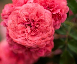 Роза Rosarium Uetersen (Розаріум Уэтерзейн) Паркова