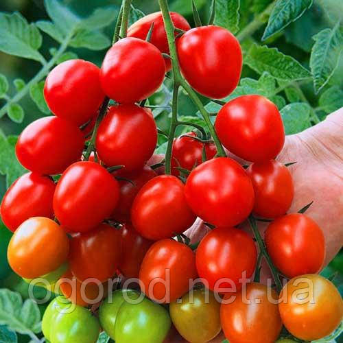 Ачико F1 10 шт насіння томата черрі низькорослого Cora seeds Італія
