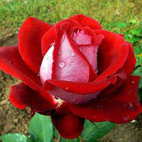 Троянда чайно-гібридна Люксор кущова клас АА преміум
