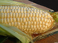 Семена кукурузы НОВЫЙ ФАО 330