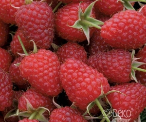 Малина Полку