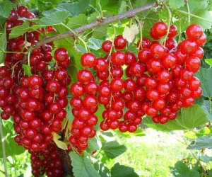 Смородина червона Йонкер ван Тетс