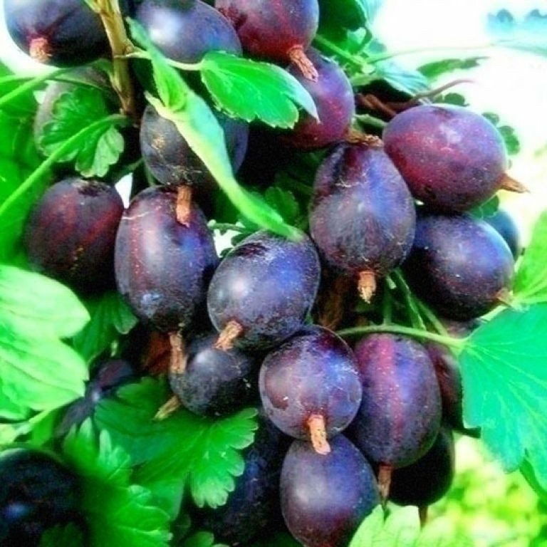 Крижівник Чорноморець