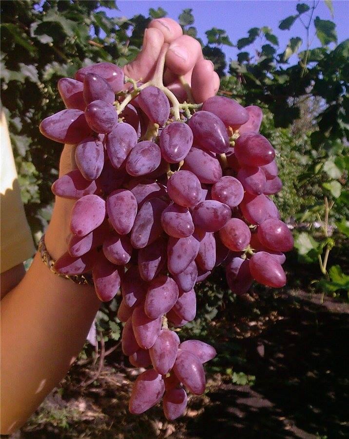 Виноград Персей
