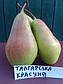 Саджанці груші Талгарська красуня (Казахстан), фото 4