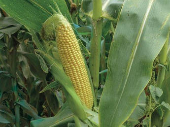 3517 F1 2500 шт Lark Seeds Кукурудза Насіння (Кукурудза Насіння)