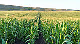 Насіння кукурудзи Хмельницький ФАО 280, фото 2