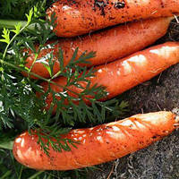Кормова морква Крістіна (червона)  100 грамів PlantiCO/ПОЛЬША