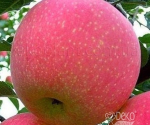 Яблуня Фуджі Кіку