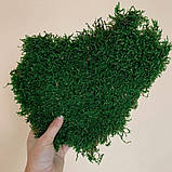 Стабілізований плоский мох зеленого кольору 1 кг, фото 2