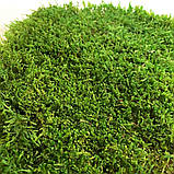 Стабілізований плоский мох зеленого кольору 1 кг, фото 4