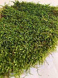 Стабілізований плоский мох зеленого кольору 1 кг, фото 6