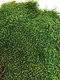 Стабілізований плоский мох зеленого кольору 1 кг, фото 5