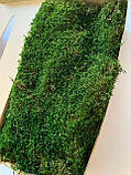 Стабілізований плоский мох зеленого кольору 1 кг, фото 3