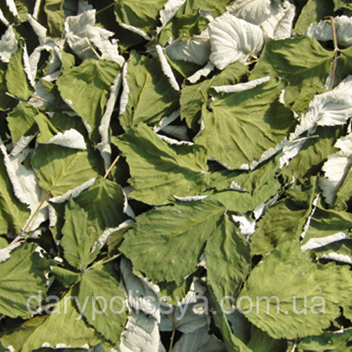 Кунилингус минет Люберцы